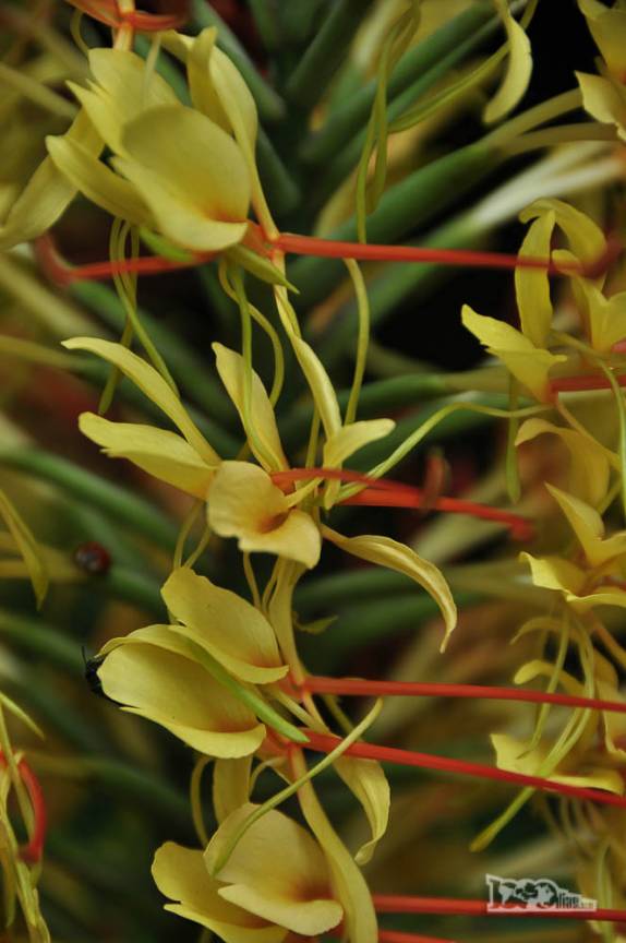 Muitas flores nos bosques e jardins do parque Salus, na região de Minas, no Uruguai